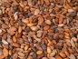 Mobile Preview: Kakaobohnen roh aus Venezuela