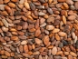 Preview: Geroestete Kakaobohnen aus Venezuela