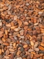 Preview: Geroestete Kakaobohnen aus Venezuela