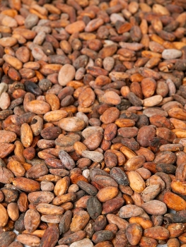 Kakaobohnen roh aus Venezuela