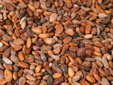 Geroestete Kakaobohnen aus Venezuela