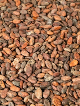 Geroestete Kakaobohnen von der Elfenbeinküste