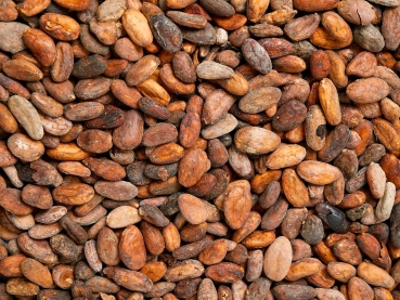 Kakaobohnen geroestet