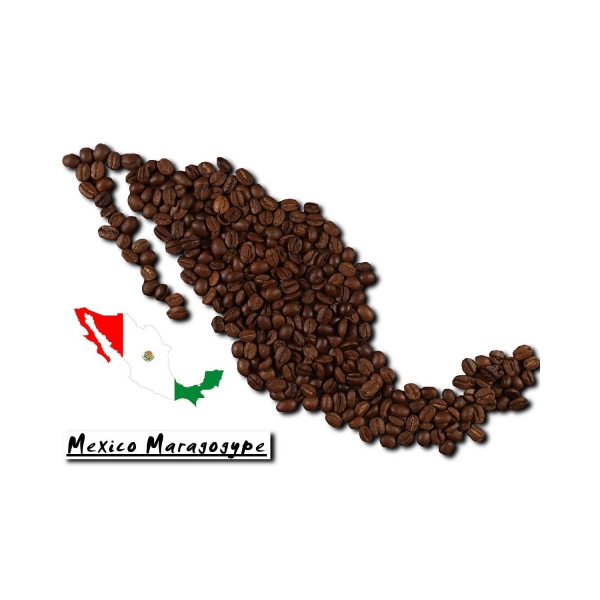 Mexico Maragogype