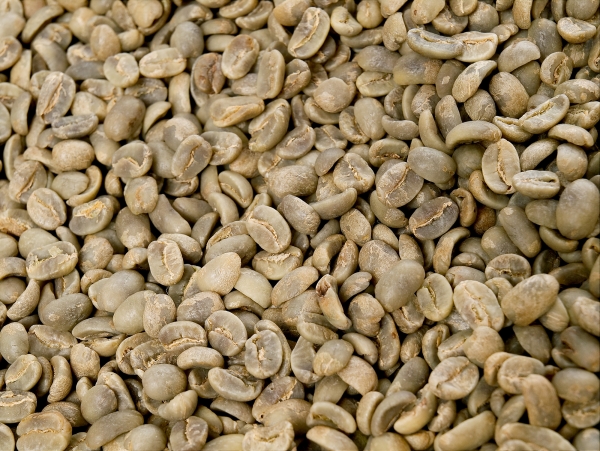 Rohkaffee - Mexico Maragogype