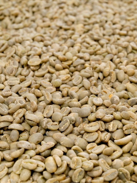Rohkaffee - Aethiopischer Mocca Sidamo