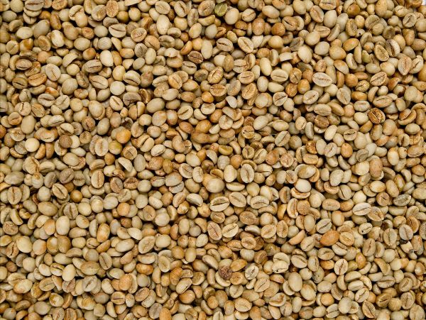 Rohkaffee - India Robusta Parchment