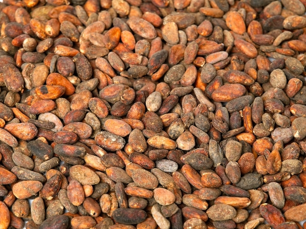Kakaobohnen roh aus Ecuador