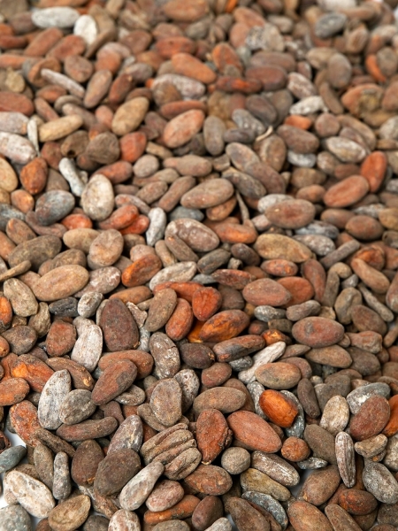 Kakaobohnen roh aus Ghana