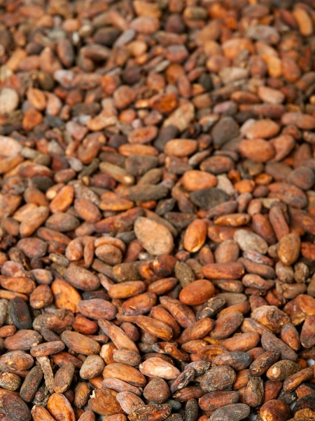 Kakaobohnen roh aus Indonesien
