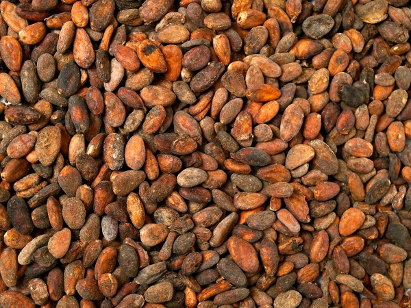 Geroestete Kakaobohnen aus Ecuador