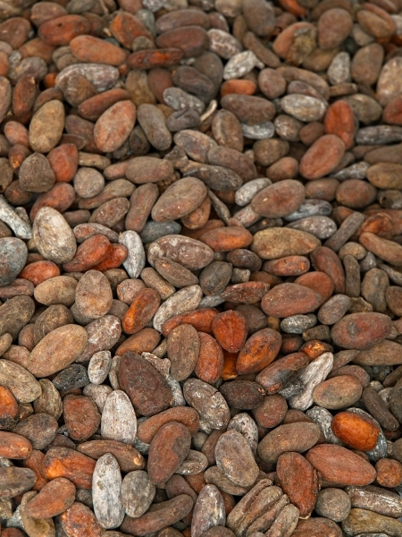 Geroestete Kakaobohnen aus Ghana