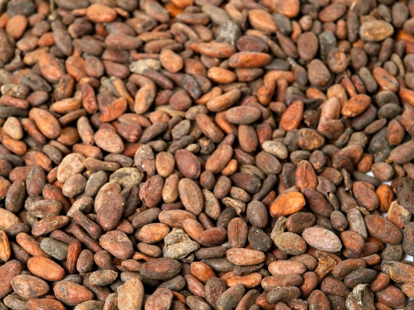 Geroestete Kakaobohnen von der Elfenbeinküste