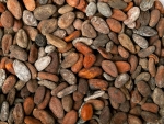 Geroestete Kakaobohnen Afrikamischung